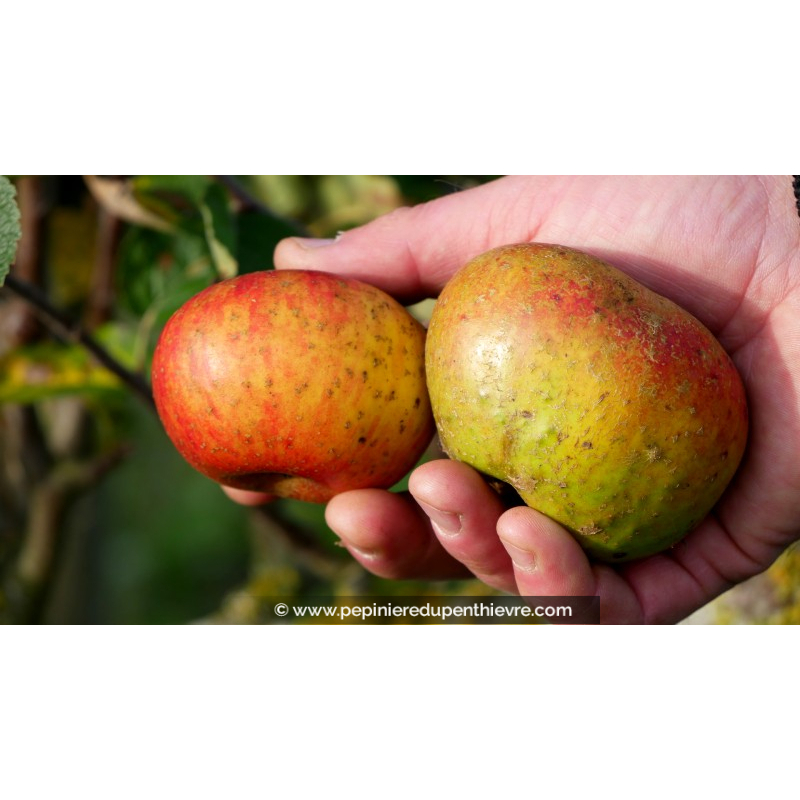 POMMIER 'Pearmain de Bréhand'