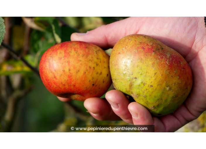 POMMIER 'Pearmain de Bréhand'