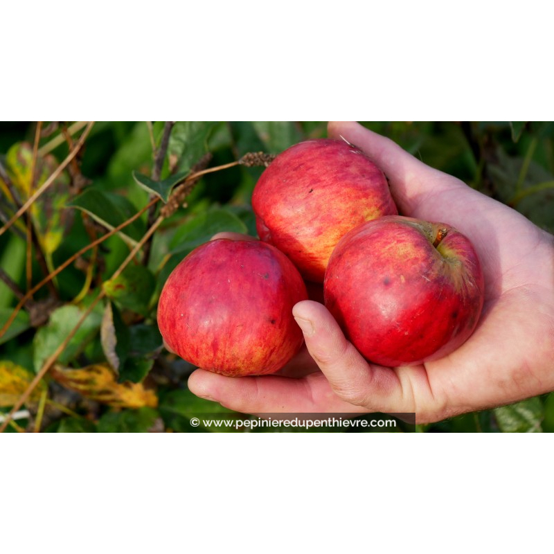 POMMIER 'Pépin Sonnant'