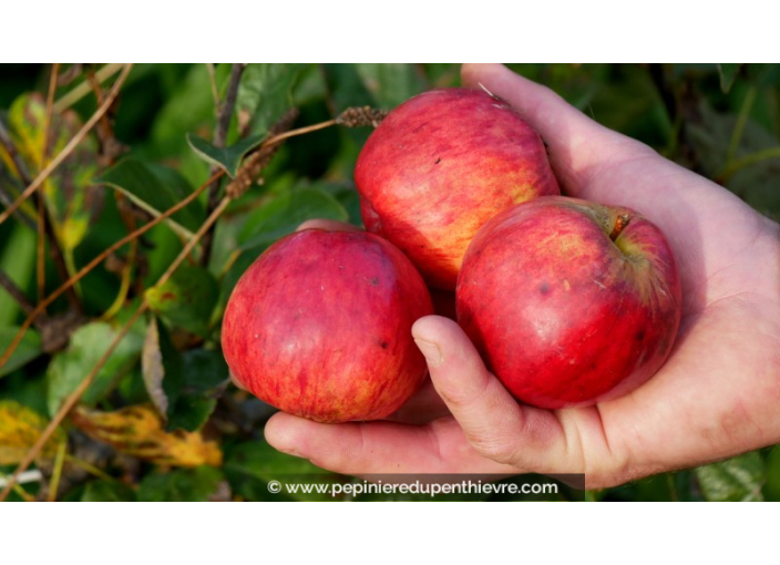 POMMIER 'Pépin Sonnant'