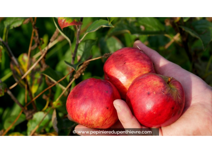 POMMIER 'Pépin Sonnant'