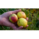 POMMIER \'Pigeonnet de Plédéliac\'