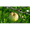 POMMIER \'Reinette Blanche des Ronces\'