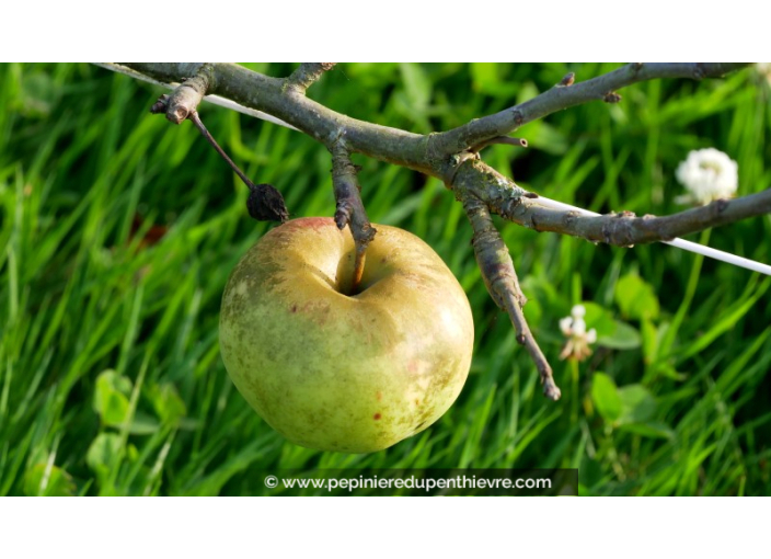 POMMIER 'Reinette Blanche des Ronces'