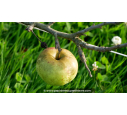 POMMIER 'Reinette Blanche des Ronces'