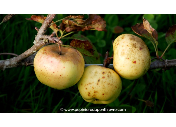 POMMIER 'Reinette Blanche des Ronces'