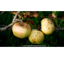 POMMIER 'Reinette Blanche des Ronces'