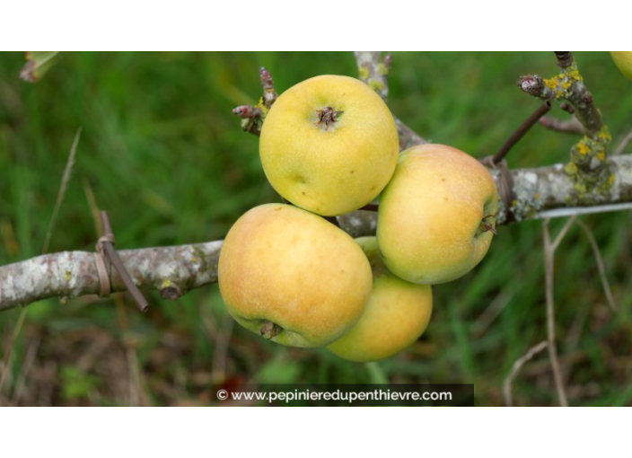POMMIER 'Reinette Blanche des Ronces'