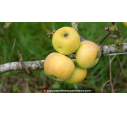 POMMIER 'Reinette Blanche des Ronces'