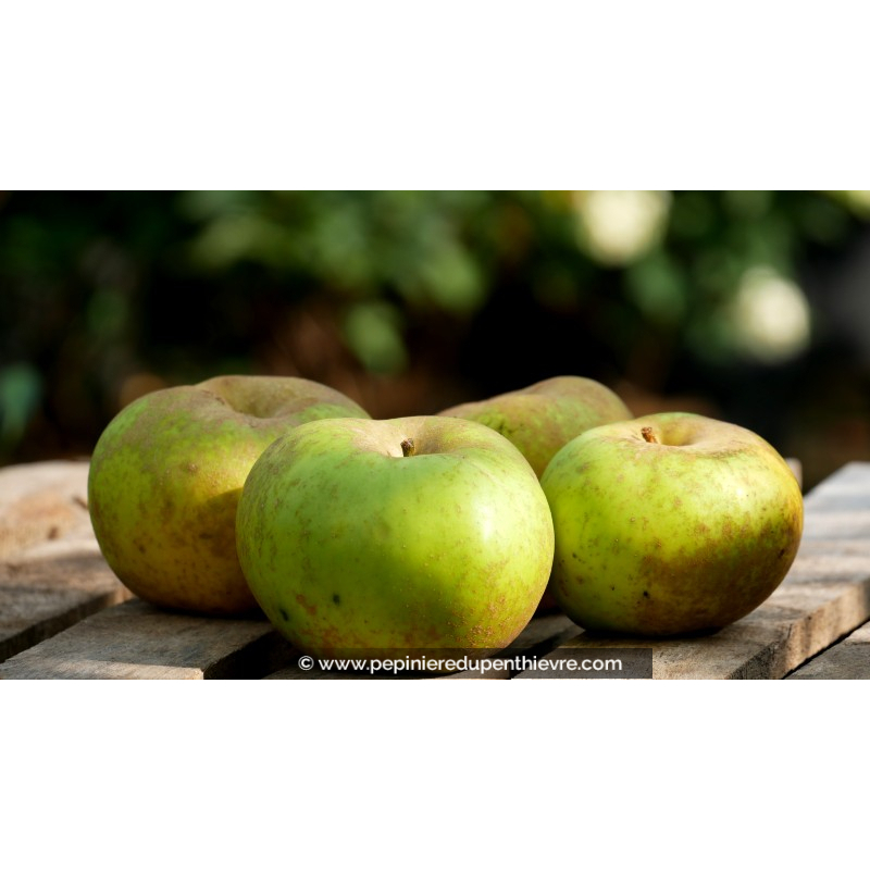 POMMIER 'Reinette de Bretagne'