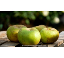 POMMIER 'Reinette de Bretagne'