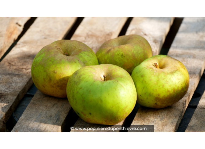 POMMIER 'Reinette de Bretagne'