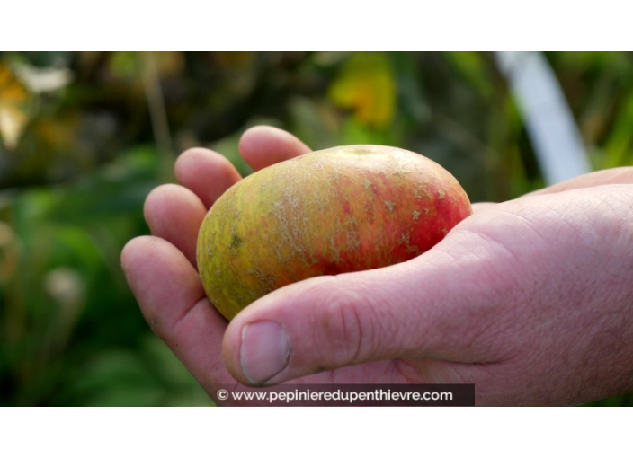 POMMIER 'Reinette de Chatelaudren'