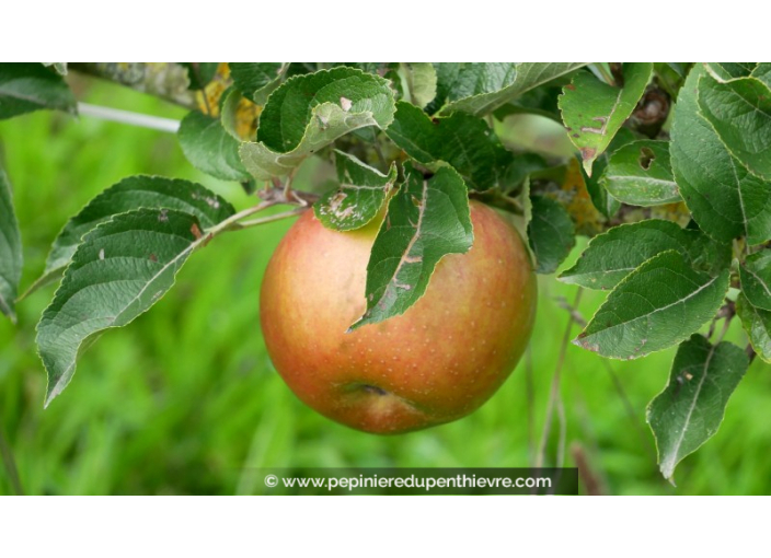 POMMIER 'Reinette de Chatelaudren'