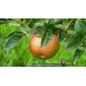 POMMIER \'Reinette de Chatelaudren\'