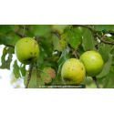 POMMIER \'Reinette Verte d\'Hillion\'