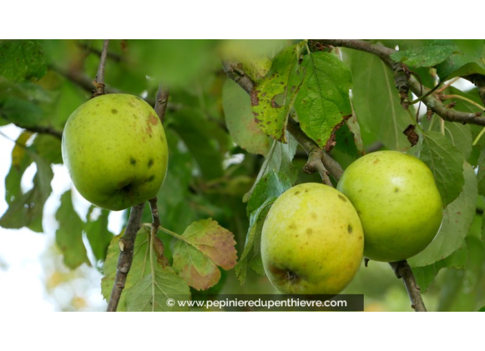 POMMIER 'Reinette Verte d'Hillion'