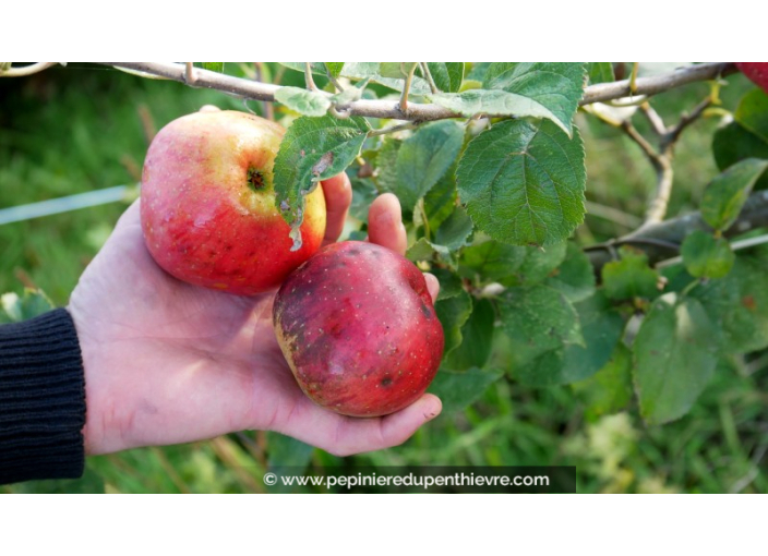 POMMIER 'Rouget de Dol Trois Quarts'
