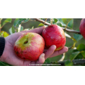 POMMIER \'Rouget de Dol Trois Quarts\'