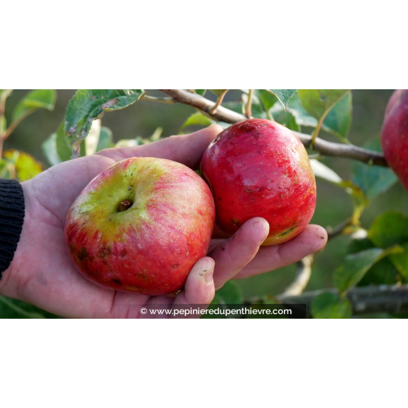 POMMIER 'Rouget de Dol Trois Quarts'
