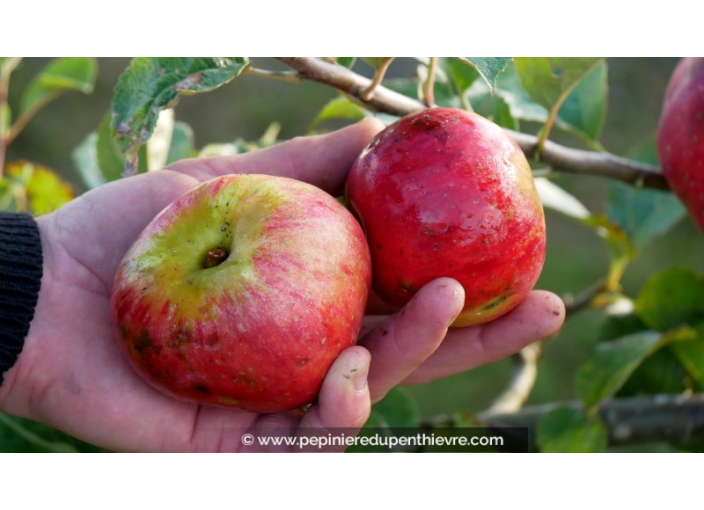 POMMIER 'Rouget de Dol Trois Quarts'