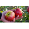 POMMIER \'Rouget de Dol Trois Quarts\'