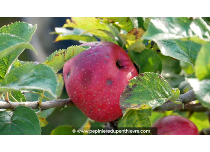 POMMIER 'Rouget de Dol Trois Quarts'