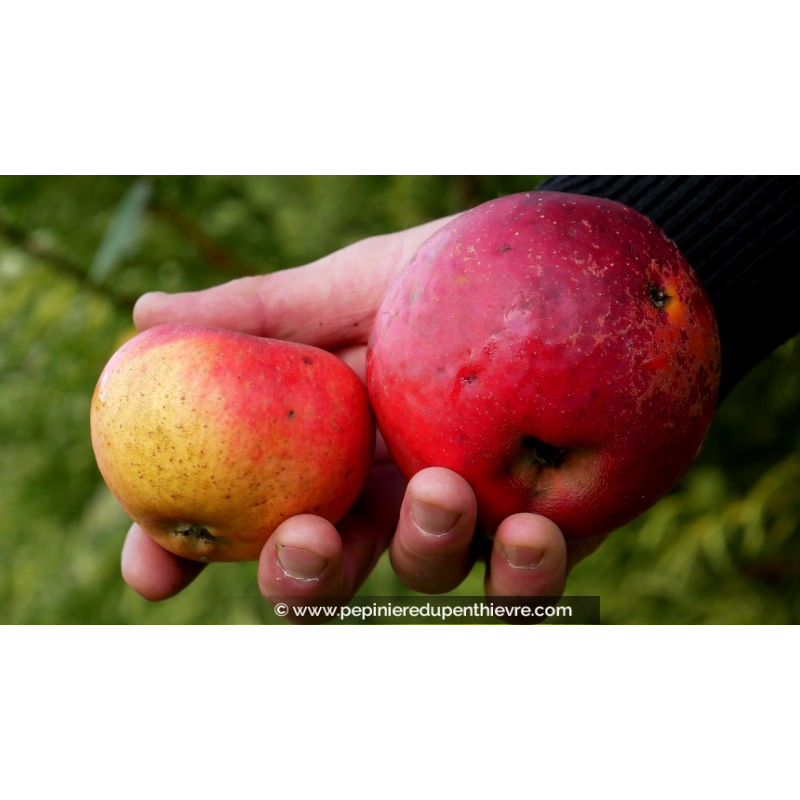 POMMIER 'Rouget de Plouër'