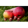POMMIER \'Rouget de Plouër\'