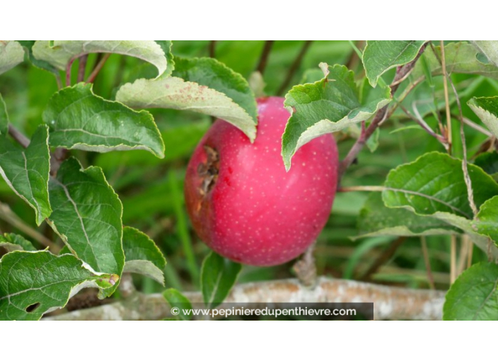 POMMIER 'Rouget de Plouër'