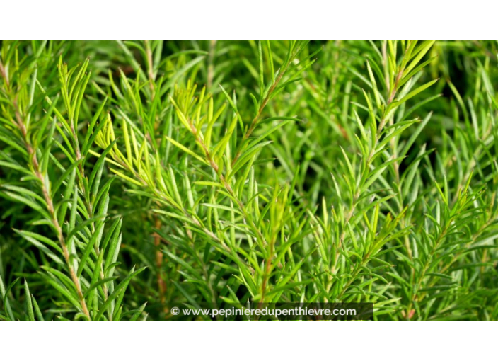 GREVILLEA 'Clearview David'