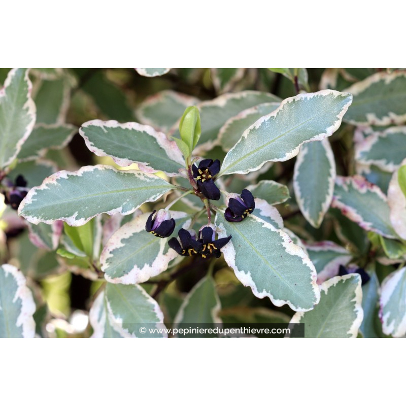 PITTOSPORUM tenuifolium 'Elizabeth'
