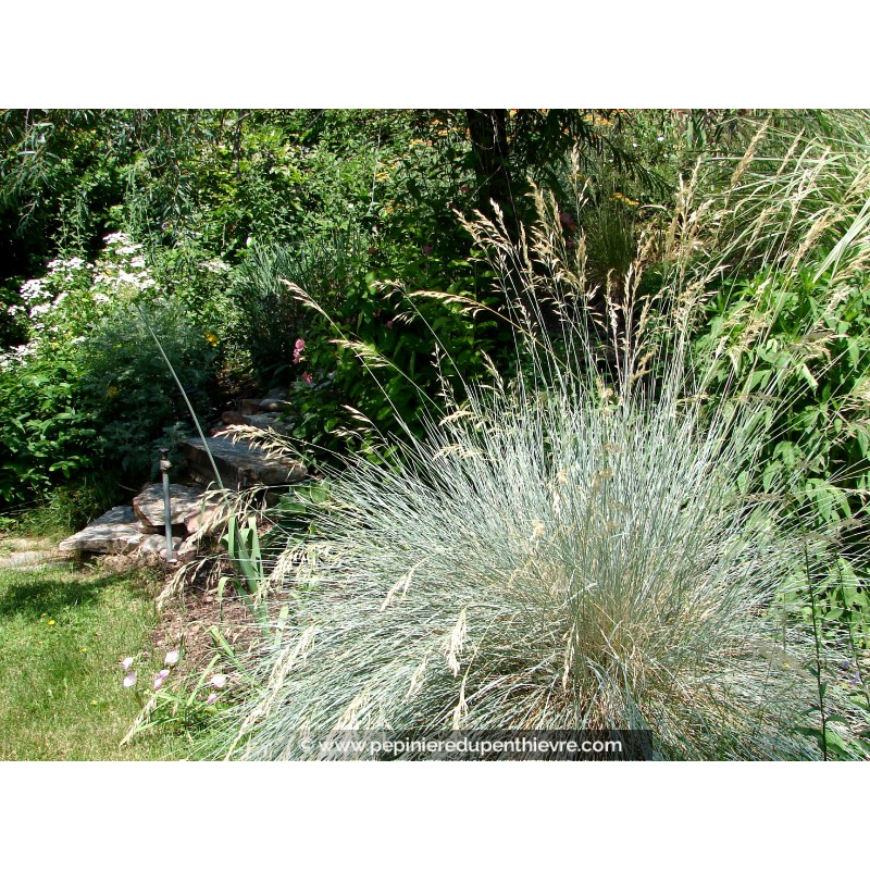HELICTOTRICHON sempervirens