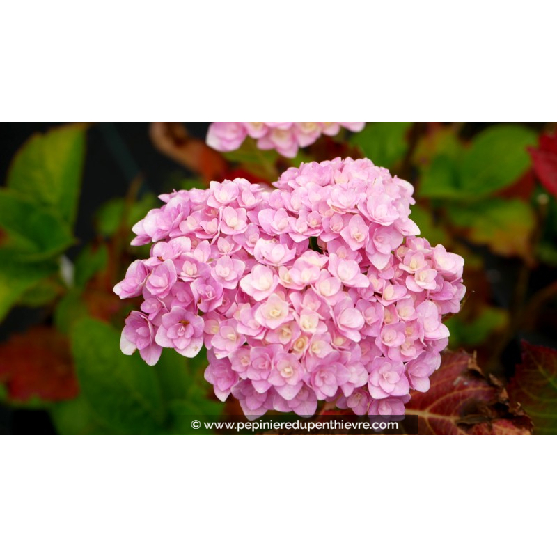 HYDRANGEA macrophylla You and Me® 'Love'