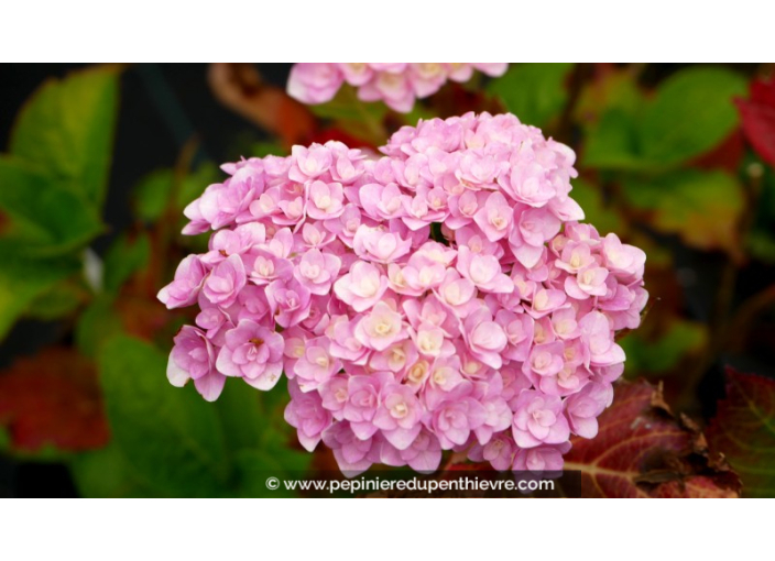 HYDRANGEA macrophylla You and Me® 'Love'