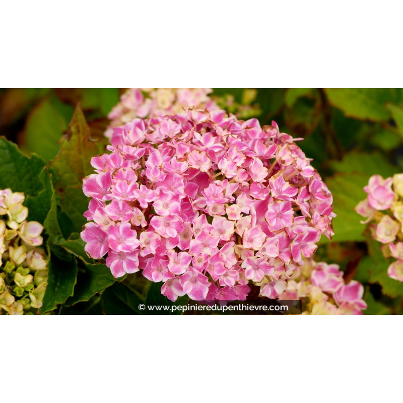HYDRANGEA macrophylla You and Me® 'Peppermint'