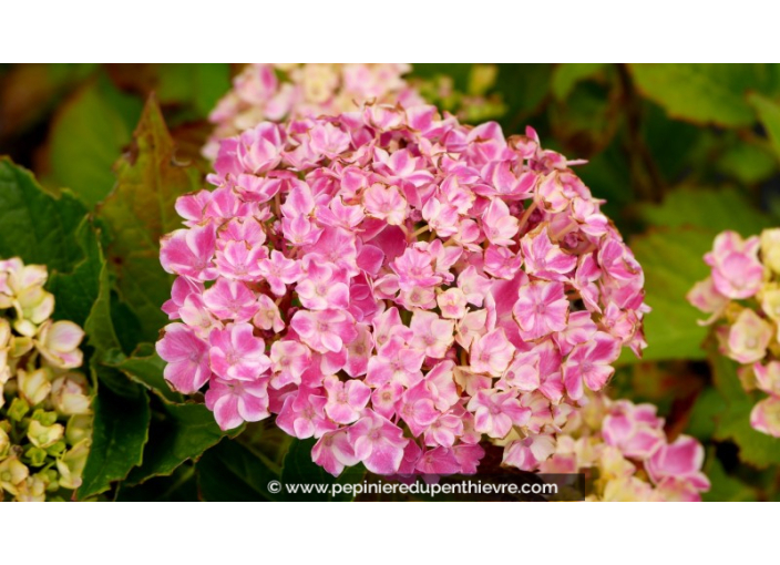 HYDRANGEA macrophylla You and Me® 'Peppermint'