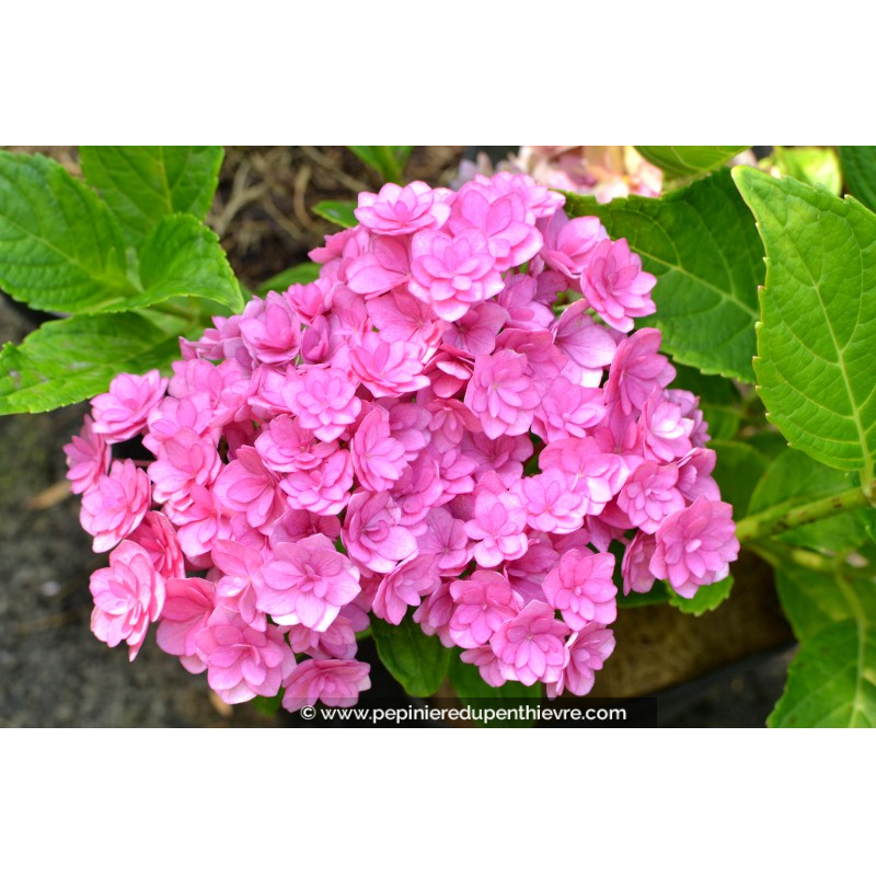 HYDRANGEA macrophylla You and Me® 'Together'