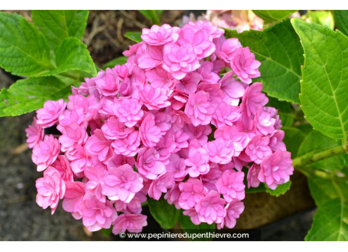 HYDRANGEA macrophylla You and Me® 'Together'
