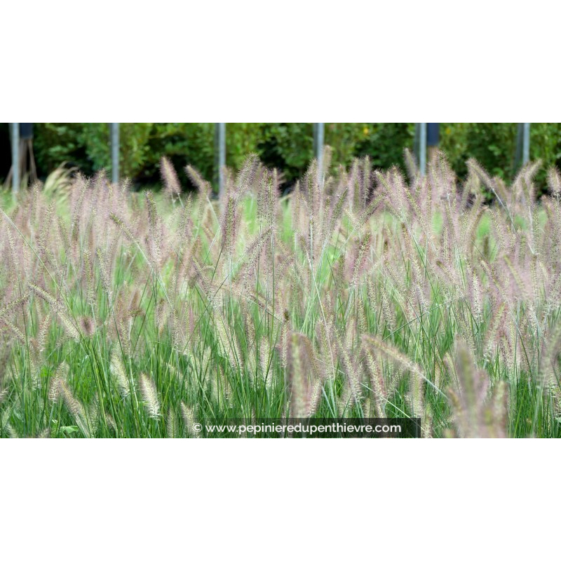 PENNISETUM alopecuroides 'Reborn'