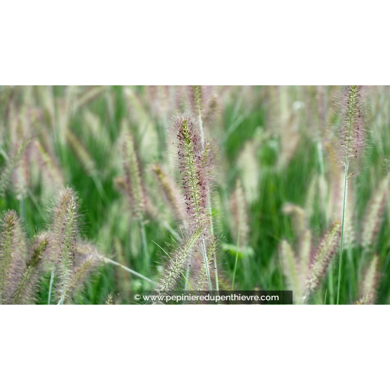 PENNISETUM alopecuroides 'Reborn'