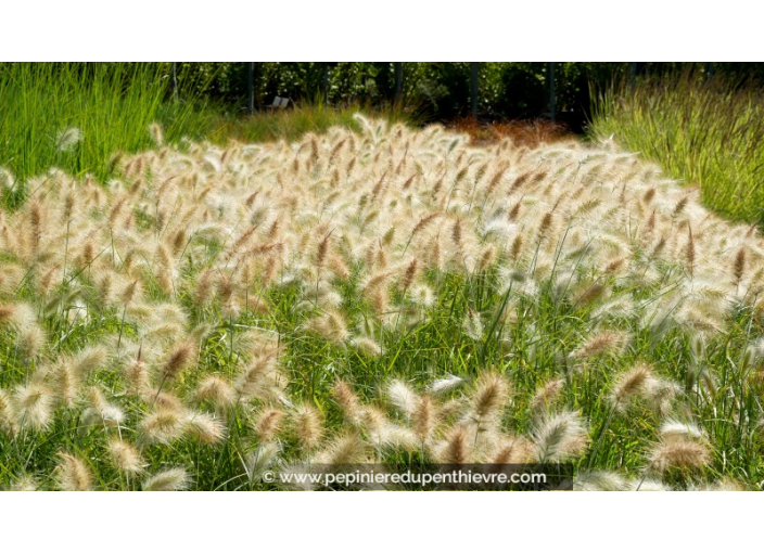 PENNISETUM villosum