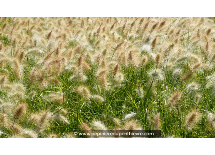 PENNISETUM villosum