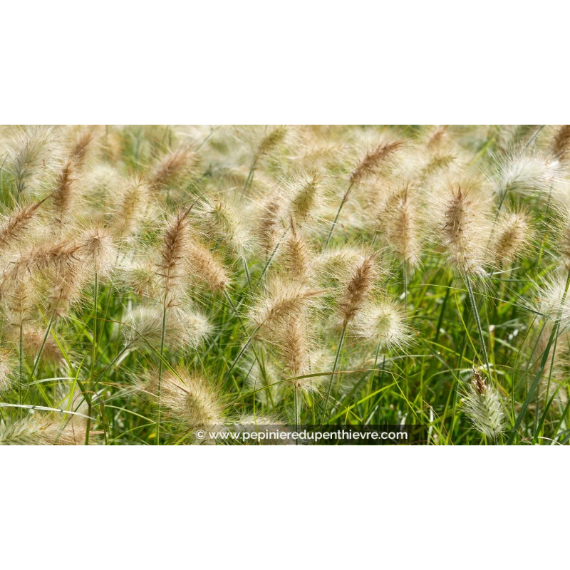 PENNISETUM villosum