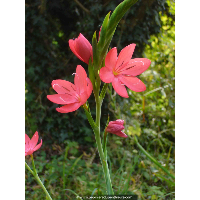 SCHIZOSTYLIS coccinea