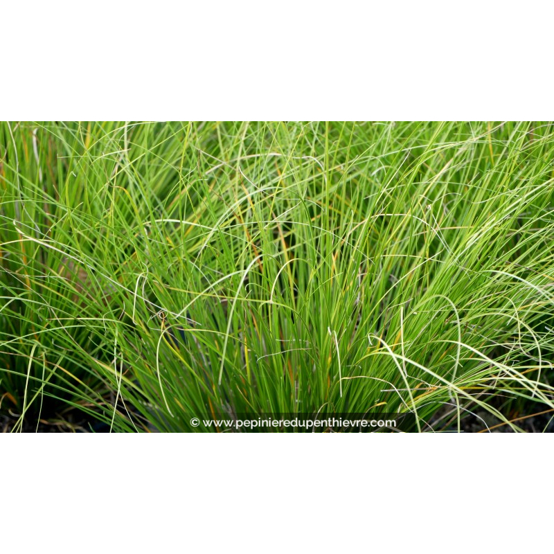 CAREX howardii 'Phoenix Green'