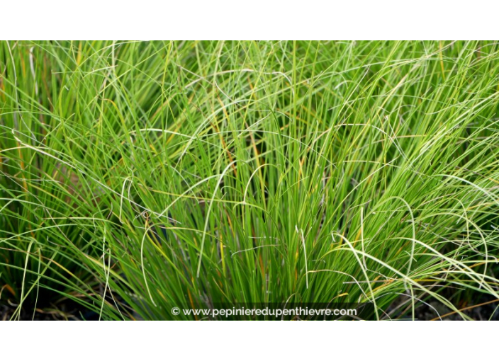 CAREX howardii 'Phoenix Green'