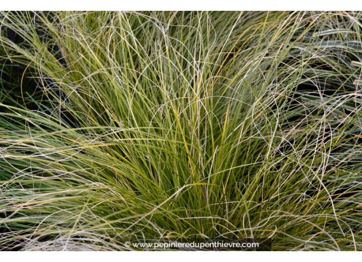 CAREX testacea 'Prairie Fire' CAREX testacea 'Prairie Fire'