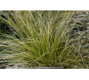 CAREX testacea 'Prairie Fire' CAREX testacea 'Prairie Fire'