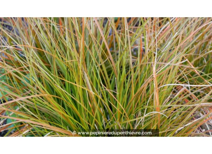 CAREX testacea 'Prairie Fire' CAREX testacea 'Prairie Fire'